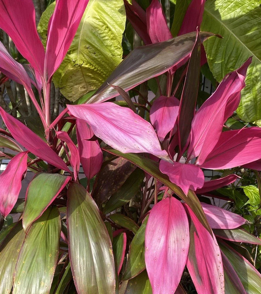 Hawaiian Ti Plant Cuttings 5-7 Inches, No Soil No Roots, Cordyline fruticosa, Indoor Gardening, Tropical Decor