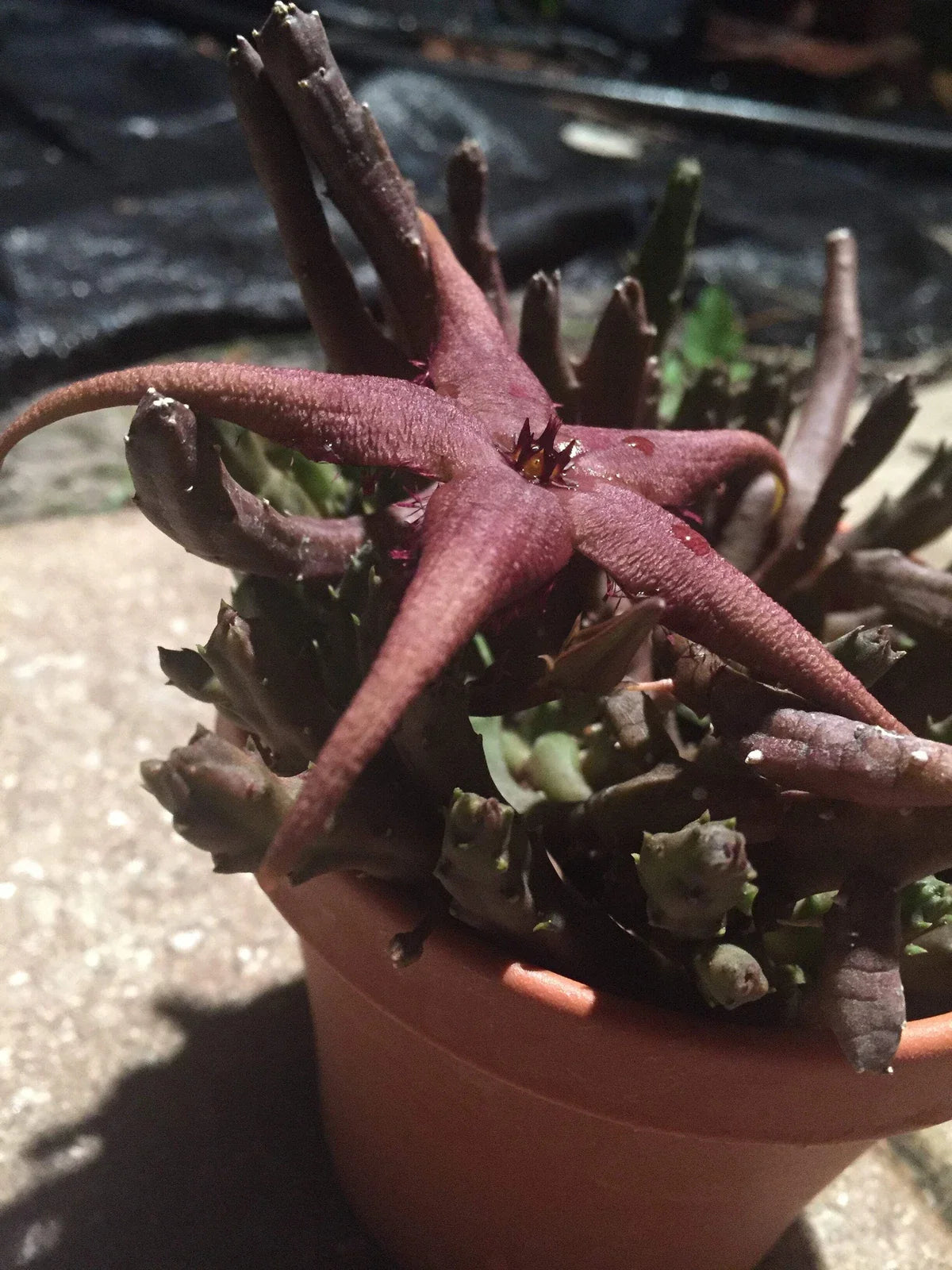 Stapelia Schinzii var. Angolensis 3.5 Inch Potted Plant - Well Rooted Succulent, Unique Star-Shaped Flowers, Easy Care