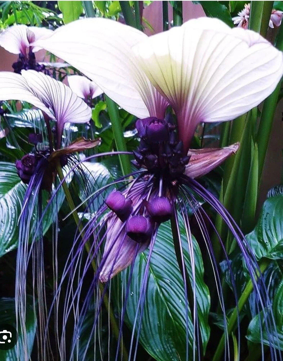White Bat Flower Starter Plant - Tacca integrifolia - Black Lily - Small Rooted Variety for Indoor Gardens