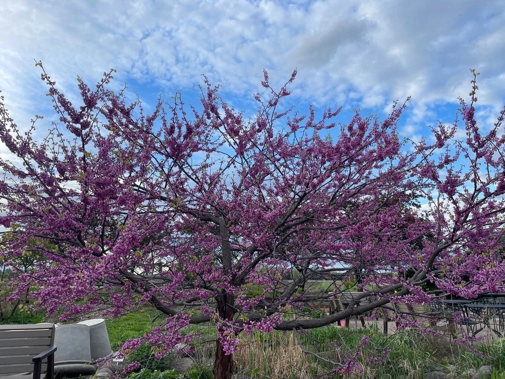 Eastern Redbud Tree Seeds - 100+ Seeds - Pink Flowers - Cercis canadensis - Free Shipping