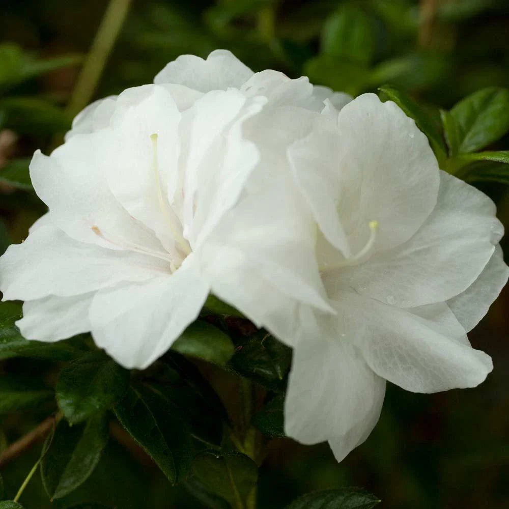 Encore Autumn Moonlight Azalea Starter Plant, Deciduous, Well-Rotted, Rhododendron 'Autumn Moonlight'