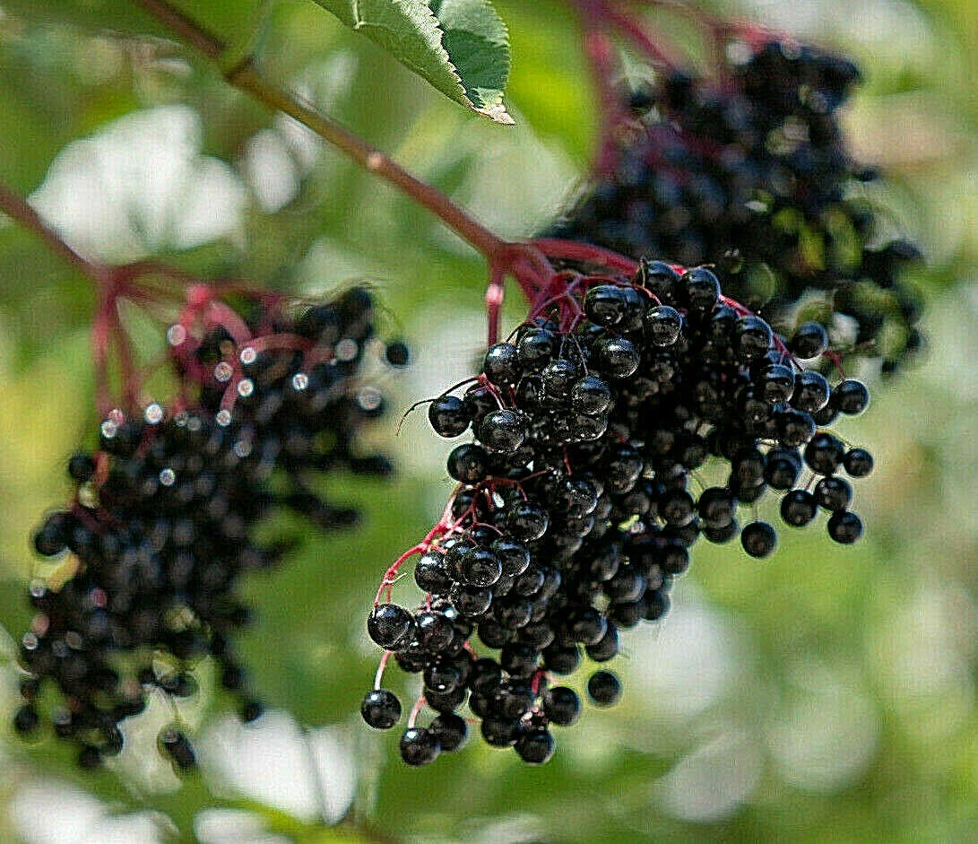 European Black Elderberry Seeds - 80 Count - Medicinal Tree - Sambucus nigra - USA Seller