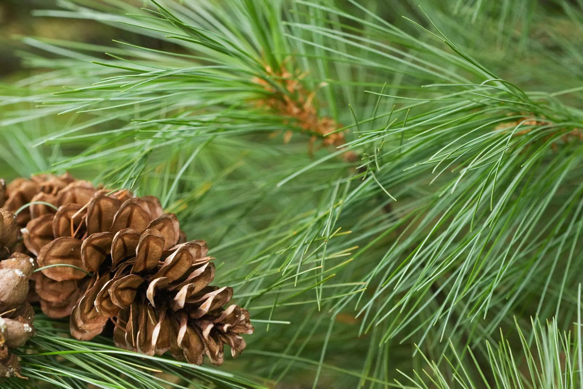 White Pine Tree Live Plant 12+ Inches Bare Root Pinus Strobus