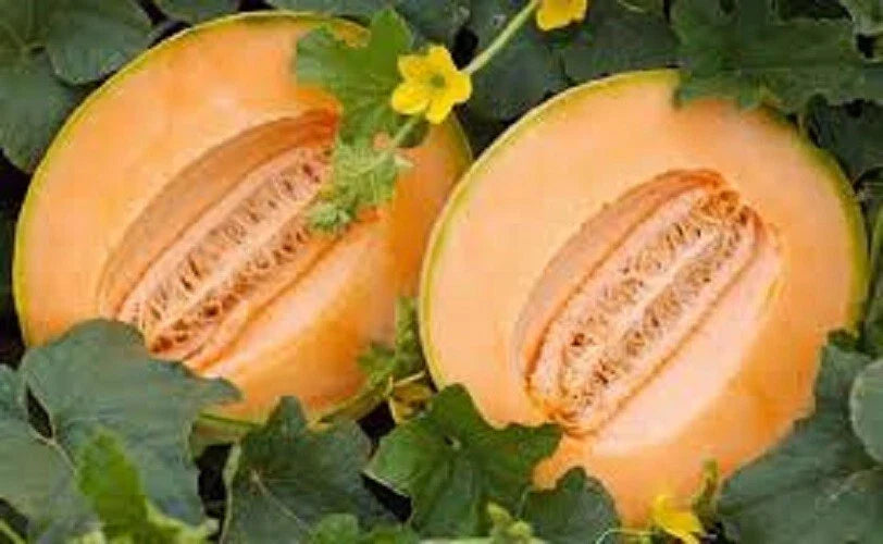Premium Heirloom Cantaloupe Seeds - Delicious 51 Variety - Early Maturing, Sweet Flavor - Cucumis melo