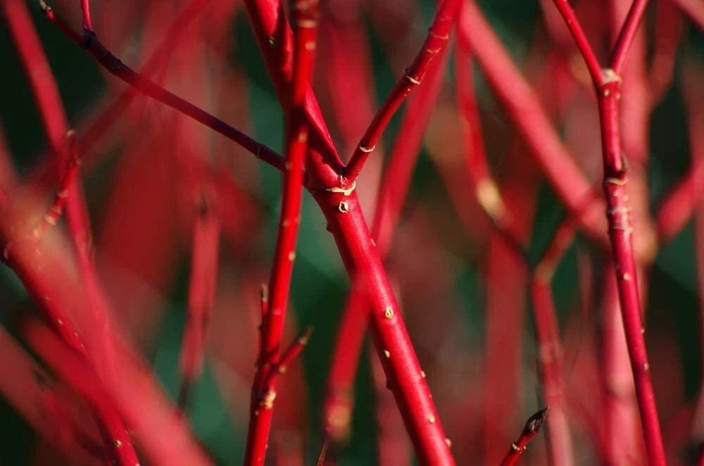 Red Dogwood Bush Cuttings - 2 Pack - No Roots - Easy to Grow - Cornus sericea