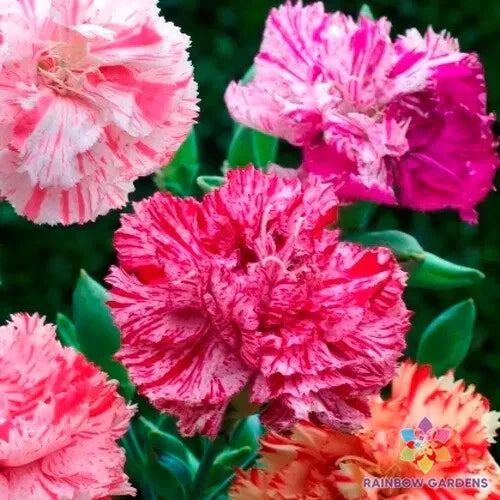 Picotee Mix Carnation Seeds - 200+ Count - Dianthus caryophyllus - Perfect for Garden Planting - USA