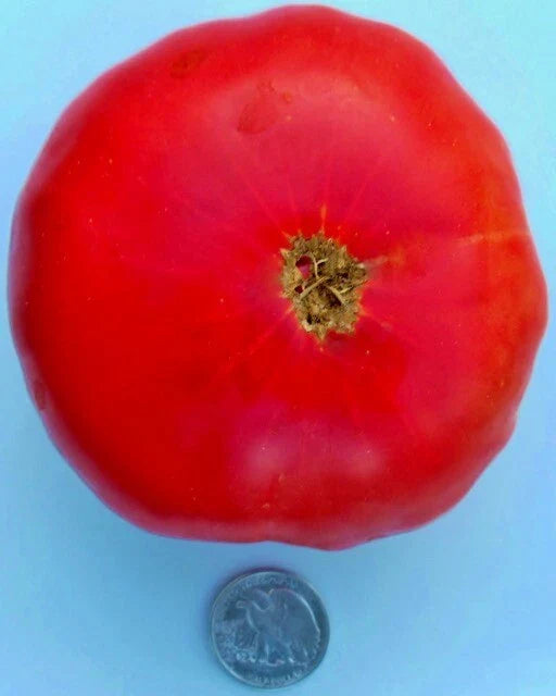 Mortgage Lifter Tomato Seeds - 25 Fresh Seeds - Halladay's Variety - Heirloom Tomato Seeds (Solanum lycopersicum)