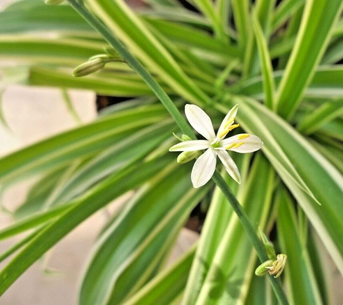 Spider Plant 8" Live Variegated Chlorophytum Comosum Easy Care Houseplant