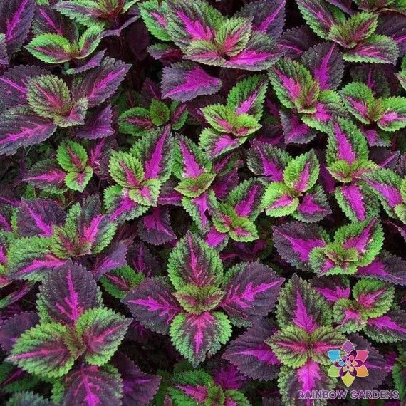 Coleus Seeds 25+ Pack - Purple Green Variety - Perfect for Garden Planting - USA Grown