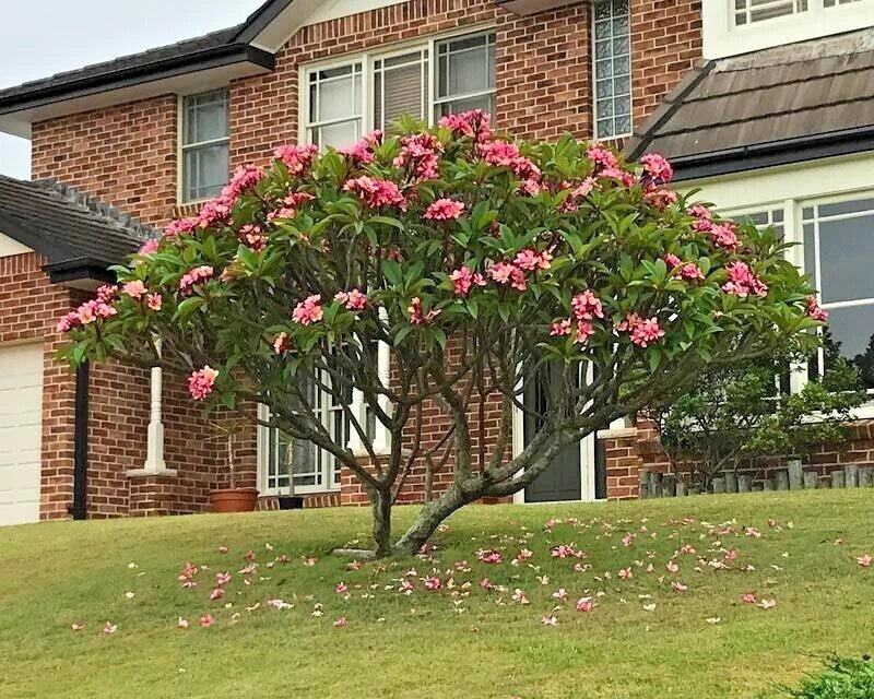 Mexican Red Plumeria Seeds - Tropical Frangipani Flower (P. rubra) - Exotic Garden Plants for Home and Landscape