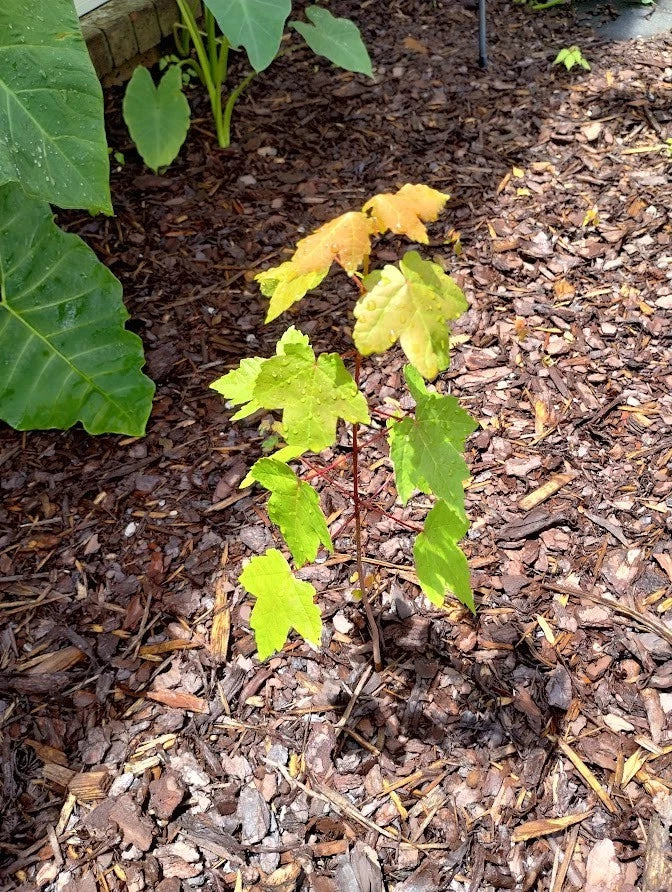 Sunset Maple Tree Seedlings | 4-6 Inches Tall | Bare Root | Acer rubrum 'Sunset' | Affordable Shade Trees