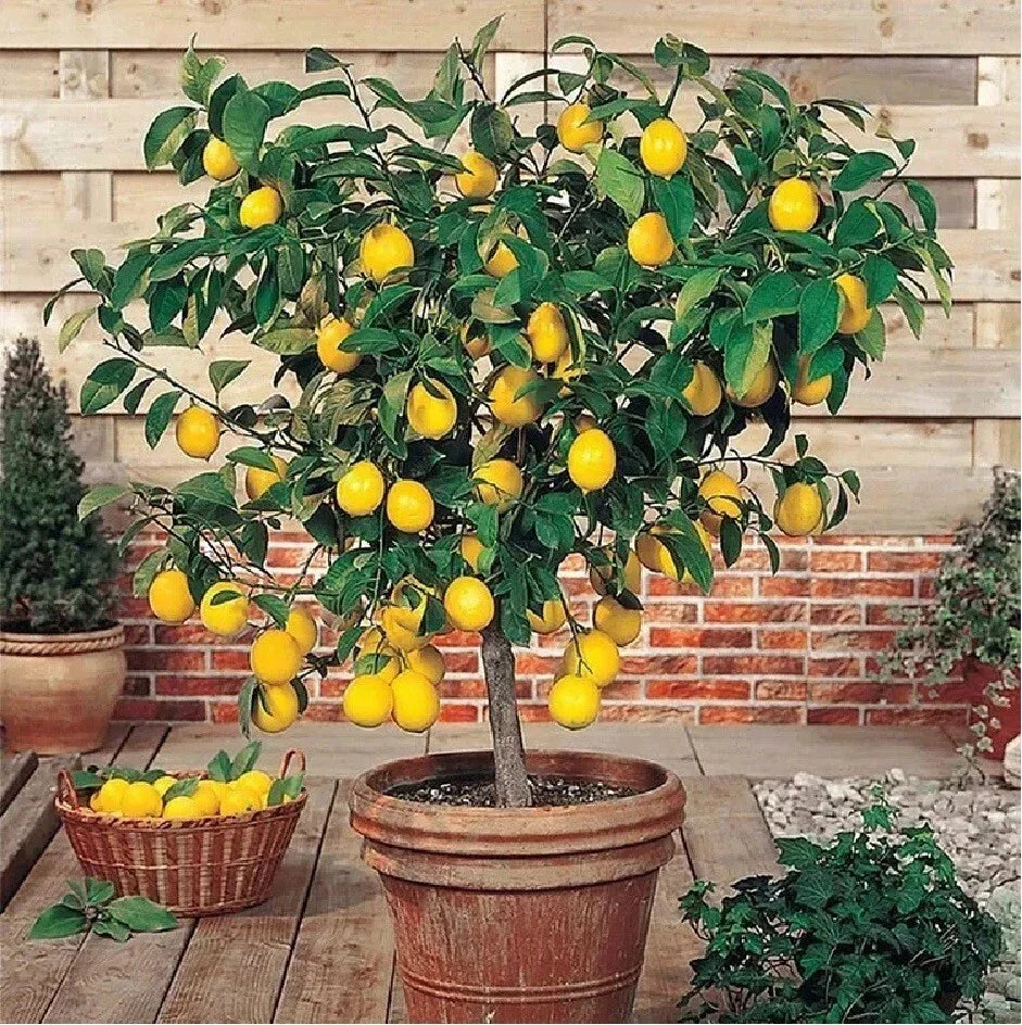 Live Edible Lemon Tree Seedling, 3" Tall, Citrus limon, Perfect for Landscaping