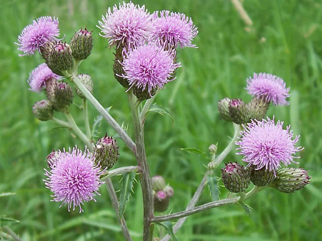 Creeping Thistle 200 Seeds for Garden Planting - Cirsium arvense - USA
