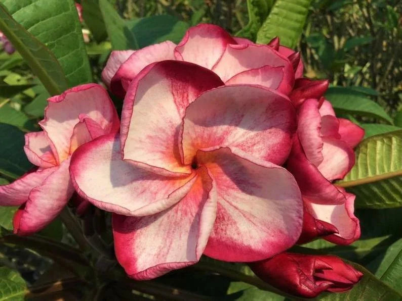 Pink White Plumeria Seeds - 5 Perennial Flower Seeds - Frangipani (Plumeria)
