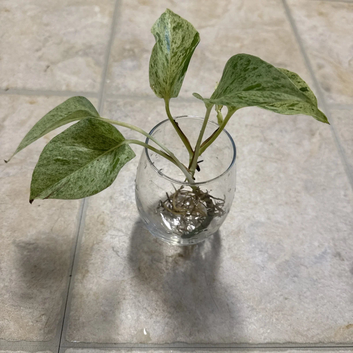 Pothos Cutting with Roots - Marble Queen Variety - Epipremnum aureum