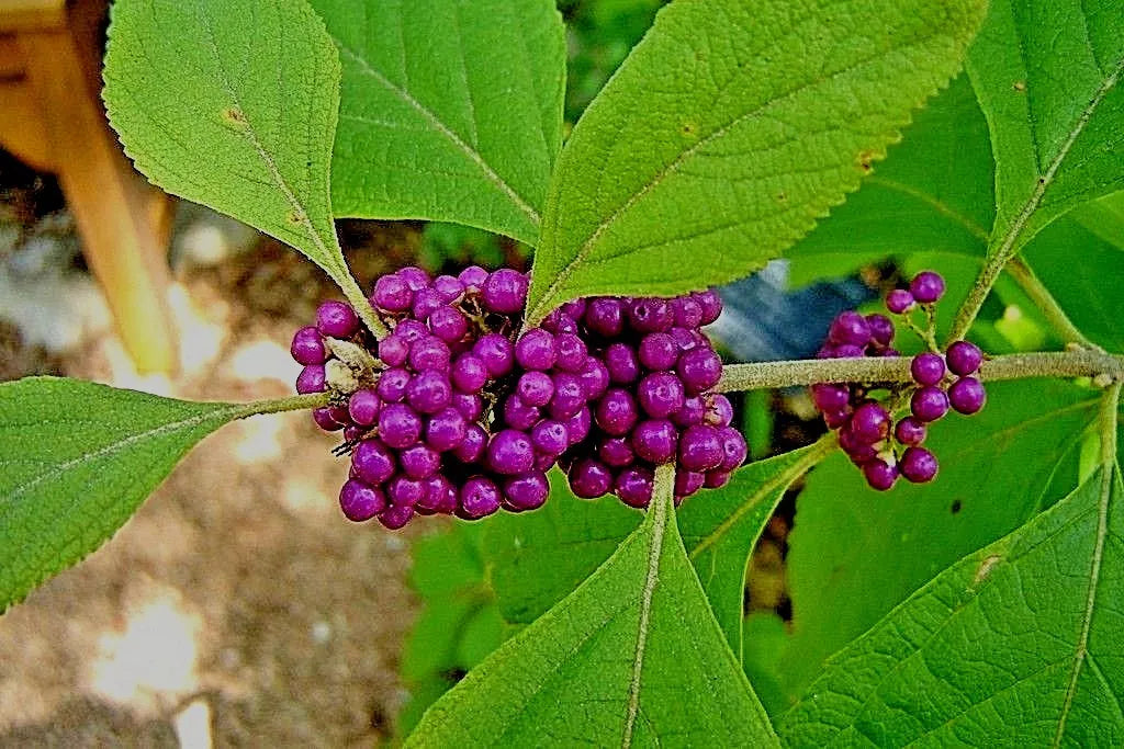 Live Purple American Beautyberry Bush 1-2 ft Callicarpa Americana Edible Berries Wildlife Attractant Drought Tolerant