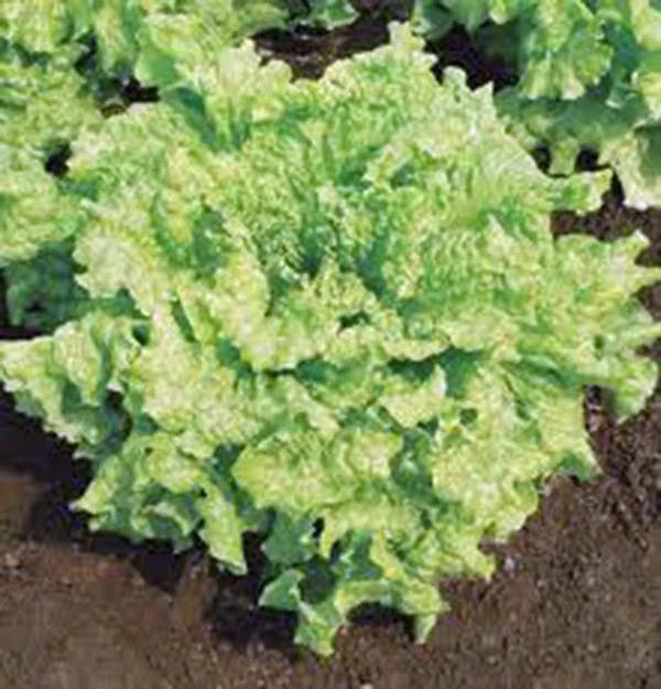 Lettuce Seeds - Leaf Lettuce Simpson BS, Heirloom Non-GMO, 25+ Seeds, Organic Gardening, Vegetable Gardening Supplies
