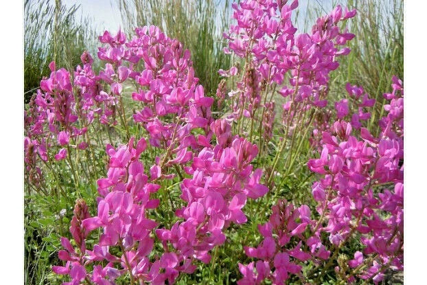 Northern Sweetvetch Seeds - 51+ Premium Native Wildflower - Drought Tolerant, Heat & Cold Hardy, Poor Soils Adaptable