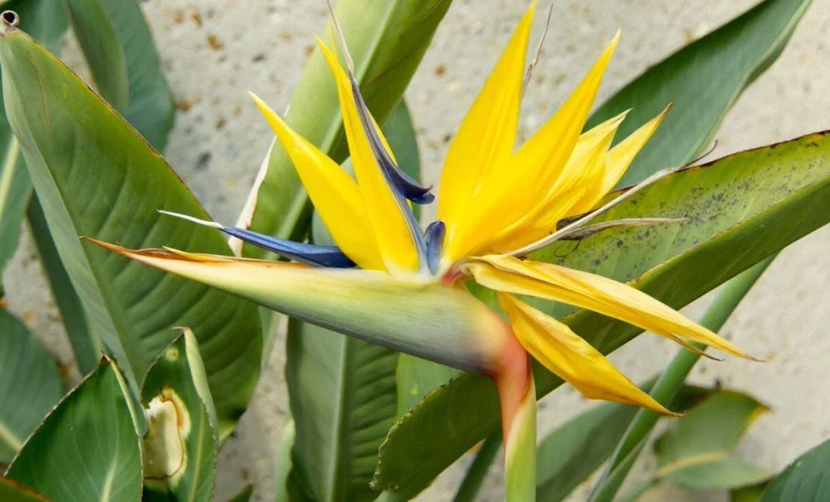 Yellow Bird of Paradise Plant 4-6in Tall Strelitzia Reginae No Pot