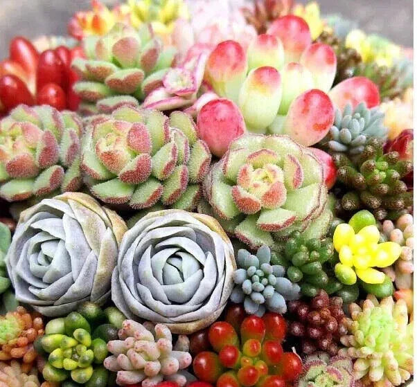 Mixed Succulent Plant Seeds 100pcs - Lithops Seeds for Easy Gardening - Perfect for Indoor & Outdoor Planting
