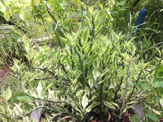 Euphorbia Tithymaloides Variegata Cuttings, Devil's Backbone, 8 Cuts + 2 Roots, Unique Plant for Indoor Gardening