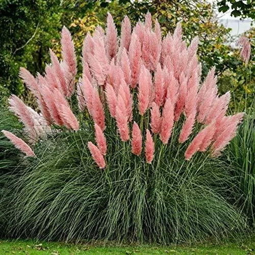 Giant Pink Pampas Grass Seeds - 100 Count - Made in USA, Ships from Iowa - Cortaderia selloana