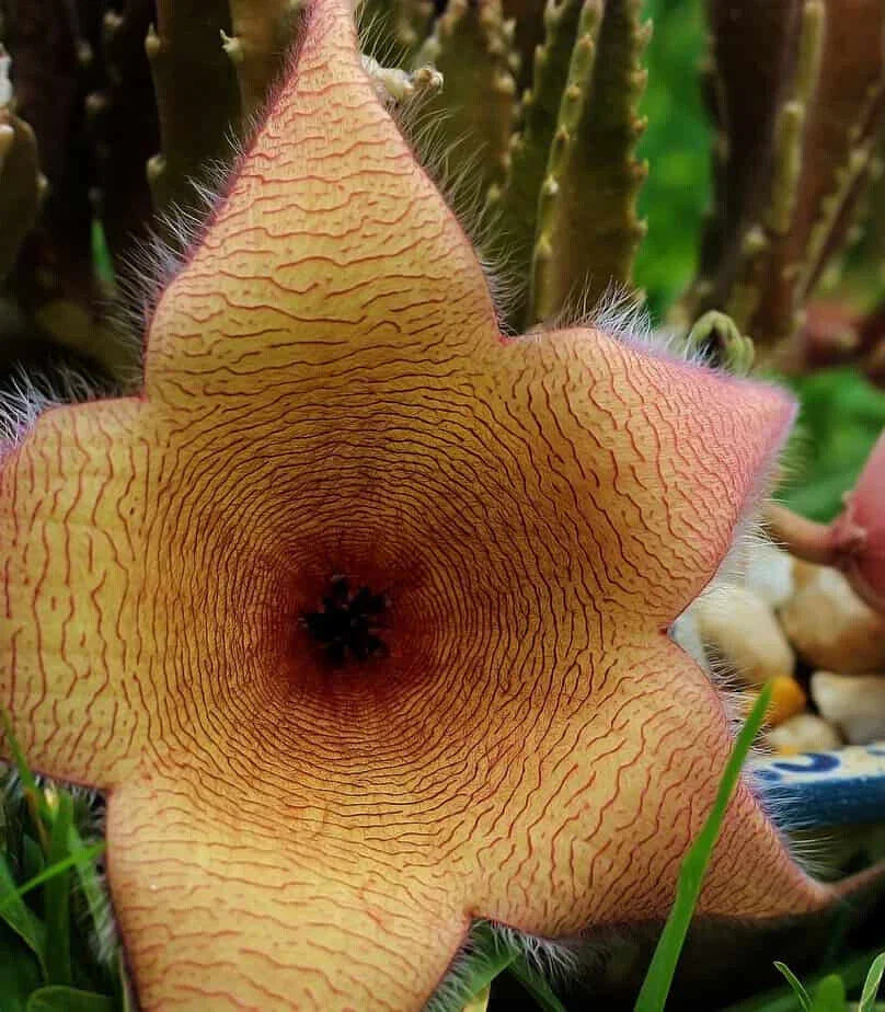 XLARGE Stapelia Gigantea Cutting - Lifesaver Plant - Huge 6" Flower - 6" Long Cutting
