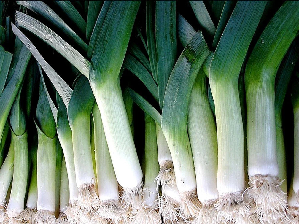 Leek Seed - Large American Flag Variety - Fresh Seed - Allium ampeloprasum