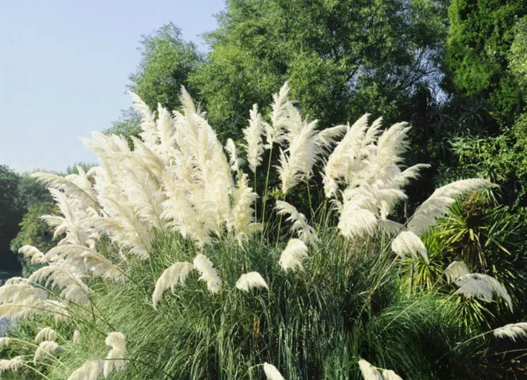 White Pampas Grass – 3 Fully Rooted Live Plants in Pot – Cortaderia selloana