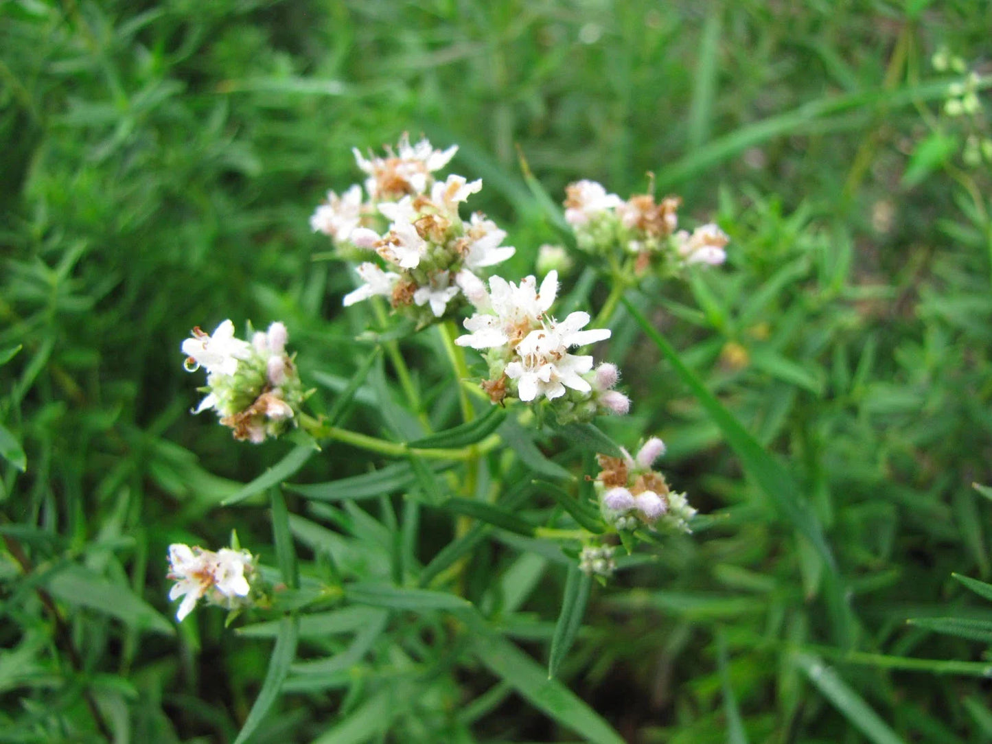 300 Seeds Mountain Wild Mint Herb - Shade/Sun - Mentha arvensis - GroCo USA - Buy Any 15 Ships Free