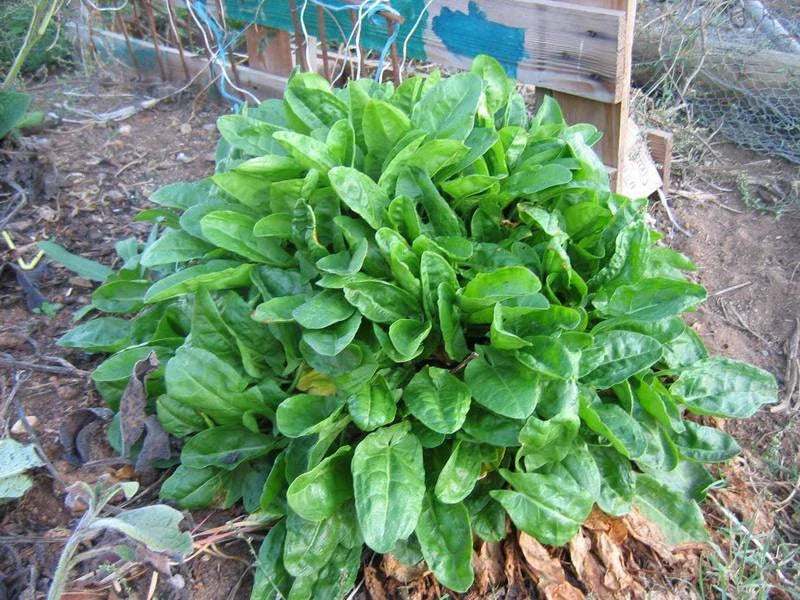 Sorrel Seeds - 100 Seeds - Tastes Like Wild Strawberries - Rumex acetosa