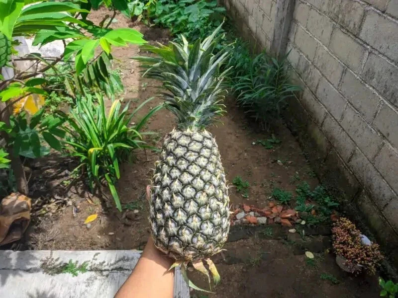 Panare Pineapple Seeds - 15+ Pack for Garden Planting - Ananas comosus - USA Grown, Fast Shipping