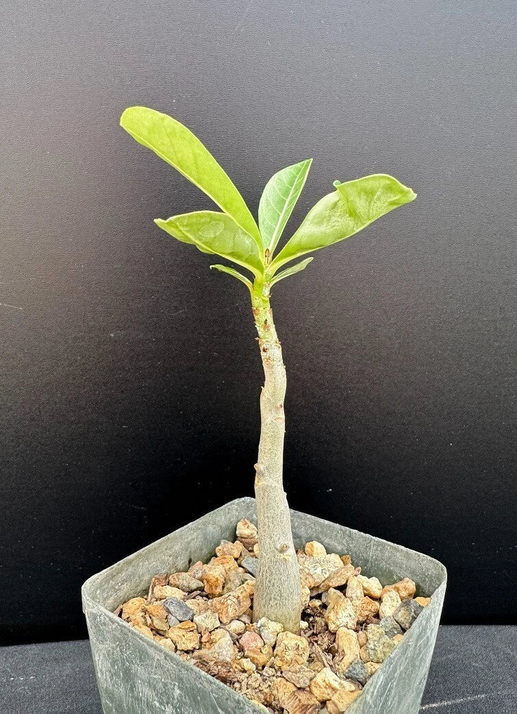 Adenium Arabicum x Socotranum Hybrid Succulent Plant - Rare Rooted Plant in 2.5" Pot - Desert Rose Variety