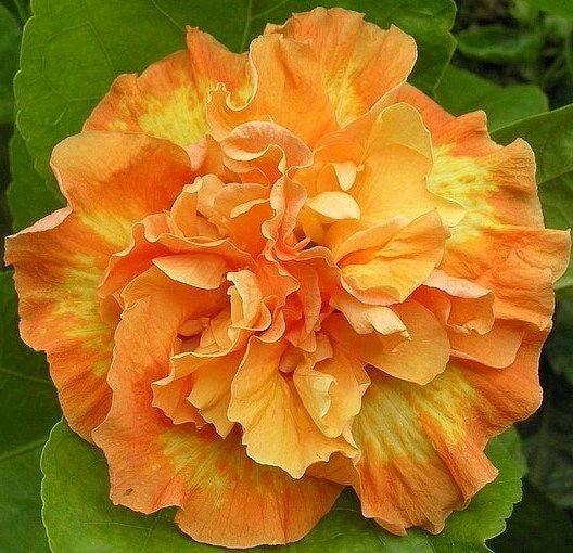 Double Yellow Orange Hibiscus Seeds - 20 Perennial Flower Seeds (Hibiscus rosa-sinensis) for Vibrant Blooms