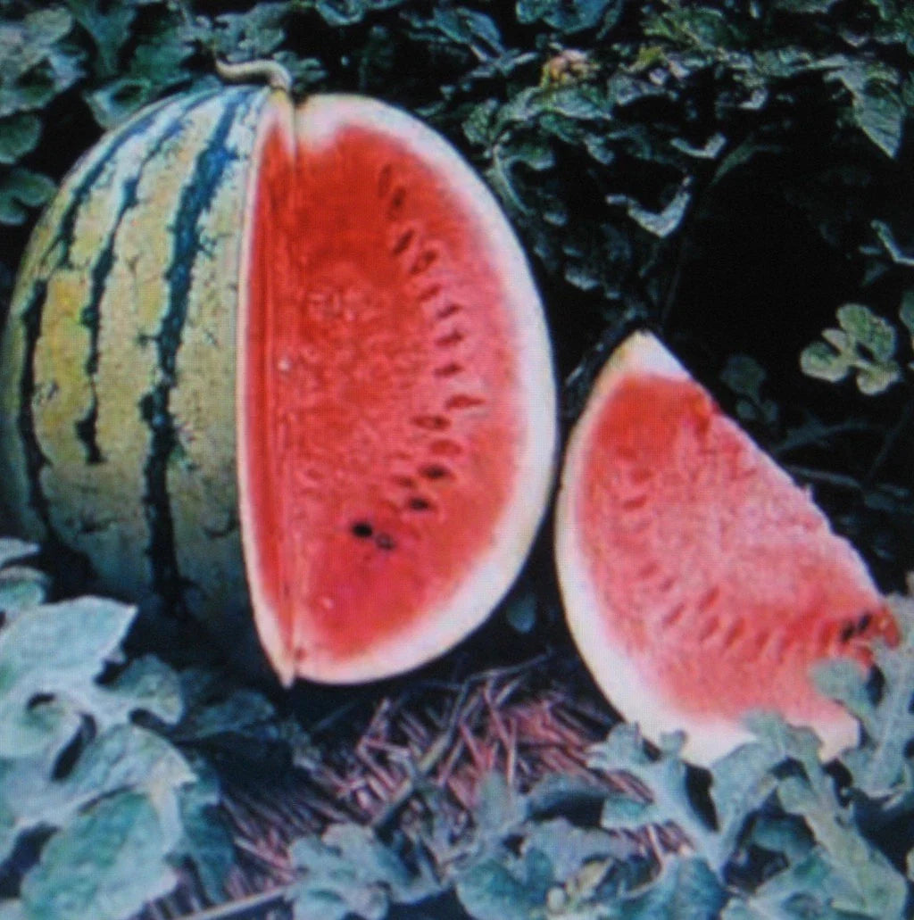 Watermelon Seeds - Crimson Sweet Variety - Medicinal Antioxidant Rich - Lycopene - 5 Seeds