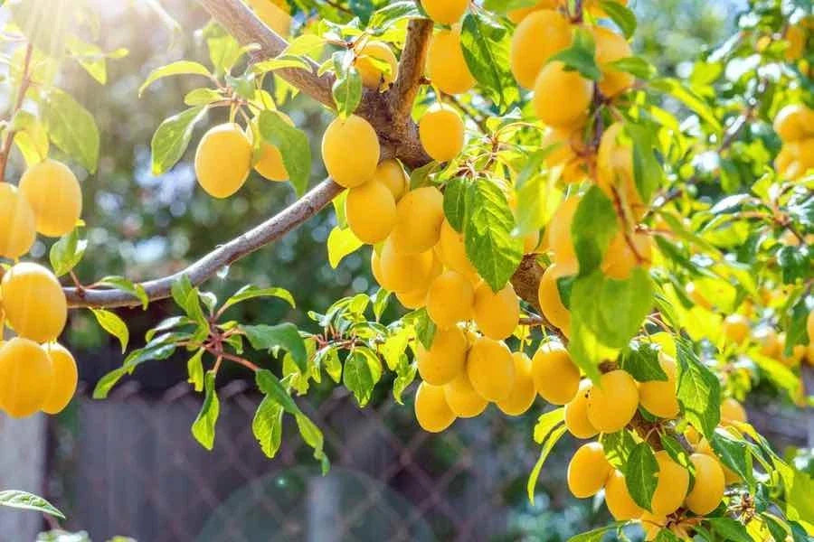 Yellow Plum Tree - Rooted Tree - Up to 2 ft Tall - Prunus domestica