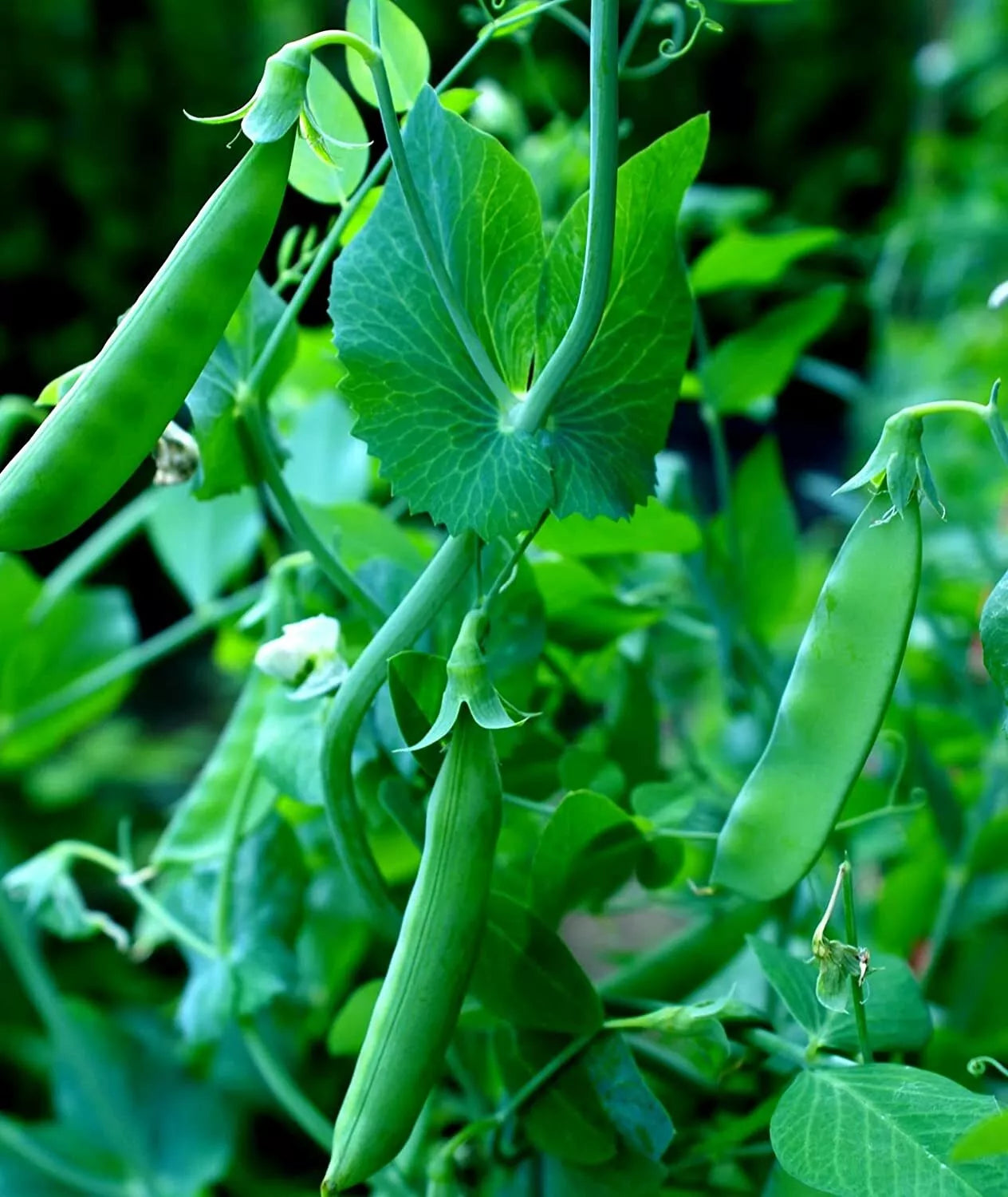 Sugar Snap Pea Seeds 100+ Count for Planting Pisum sativum, Heirloom Variety, Non-GMO, Organic Gardening