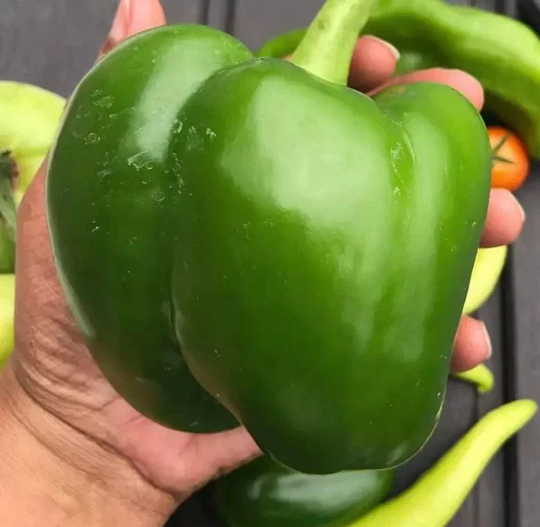 Giant Keystone Heirloom Tomato Seeds - 100+ Organic, Non-GMO, Sweet Variety - Perfect for Home Gardening