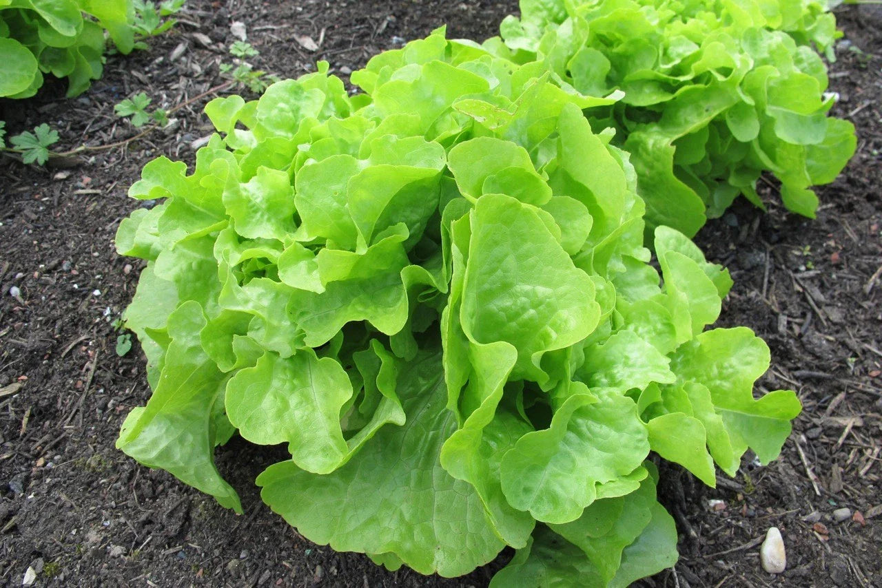 Oakleaf Leaf Lettuce Seeds, Heirloom NON-GMO, Heat Tolerant, Organic (Lactuca sativa) - Free Shipping