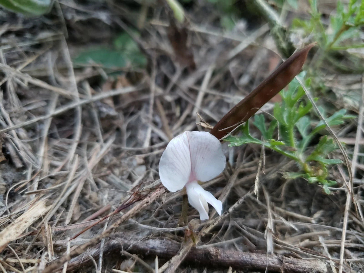 Scurf Hoarypea Seeds | 15+ Seeds | Ground Cover | Tephrosia chrysophylla | Florida Native Plant