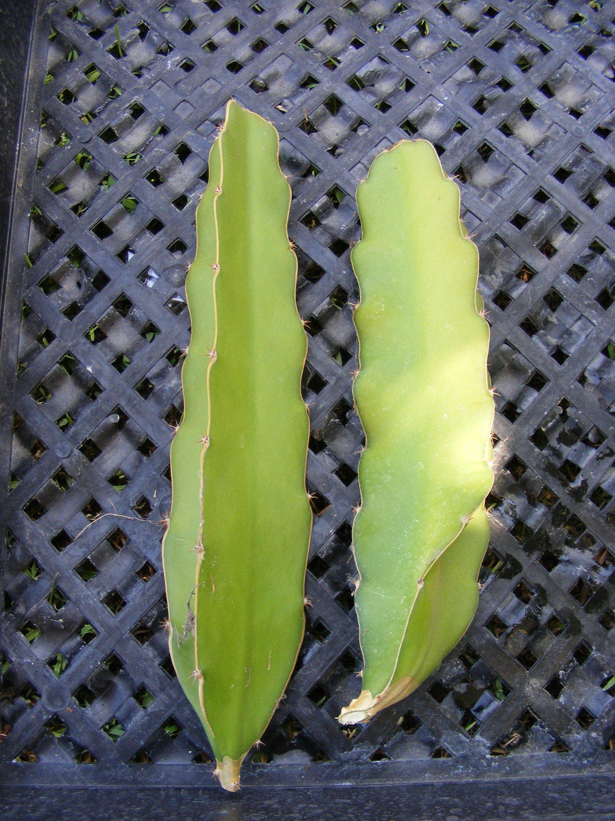 Dragon Fruit Cuttings - Epiphyllum Pitahaya Succulent Cactus - 2 Pieces for Planting or Propagation
