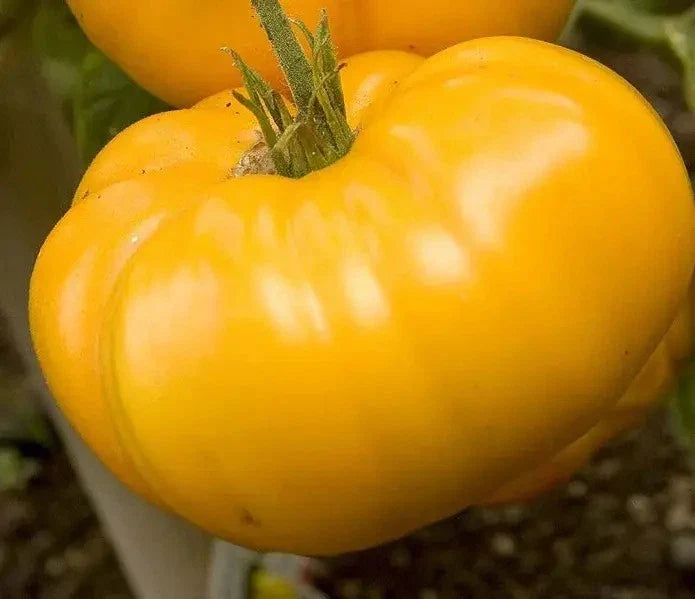 Yellow Brandywine Tomato Seeds - 120+ Heirloom Organic NON-GMO - Perfect for Home Gardening and Vegetable Gardens