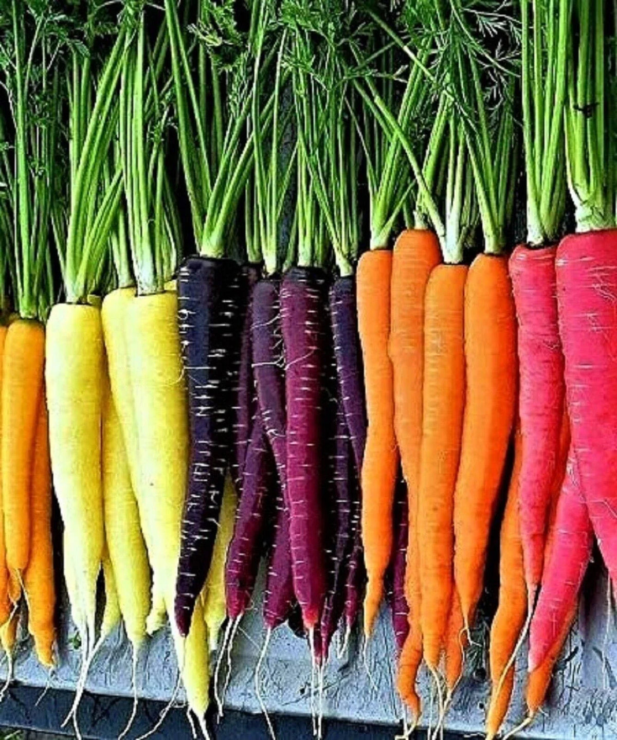 Rainbow Carrot Seeds Mix - 600+ Non-GMO Heirloom Organic Seeds - Colorful Vegetable Garden Variety