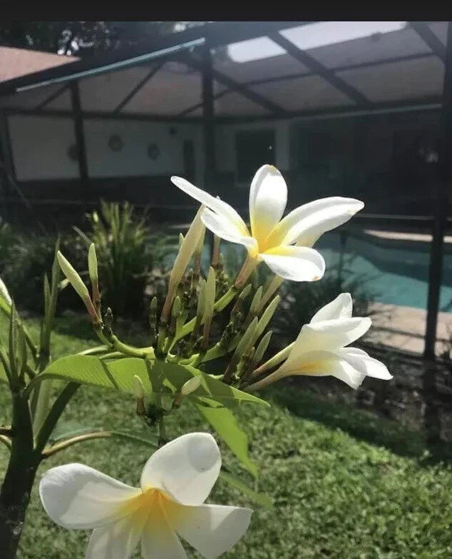 Plumeria Cutting - White Yellow Variety - Frangipani - Florida Grown