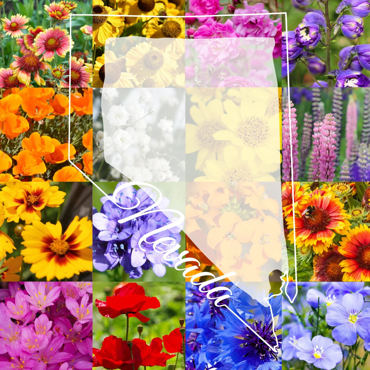 Wildflower Seed Mix 1/4 Pound Northern Nevada Western Colorful Blend - Covers 800 sq ft