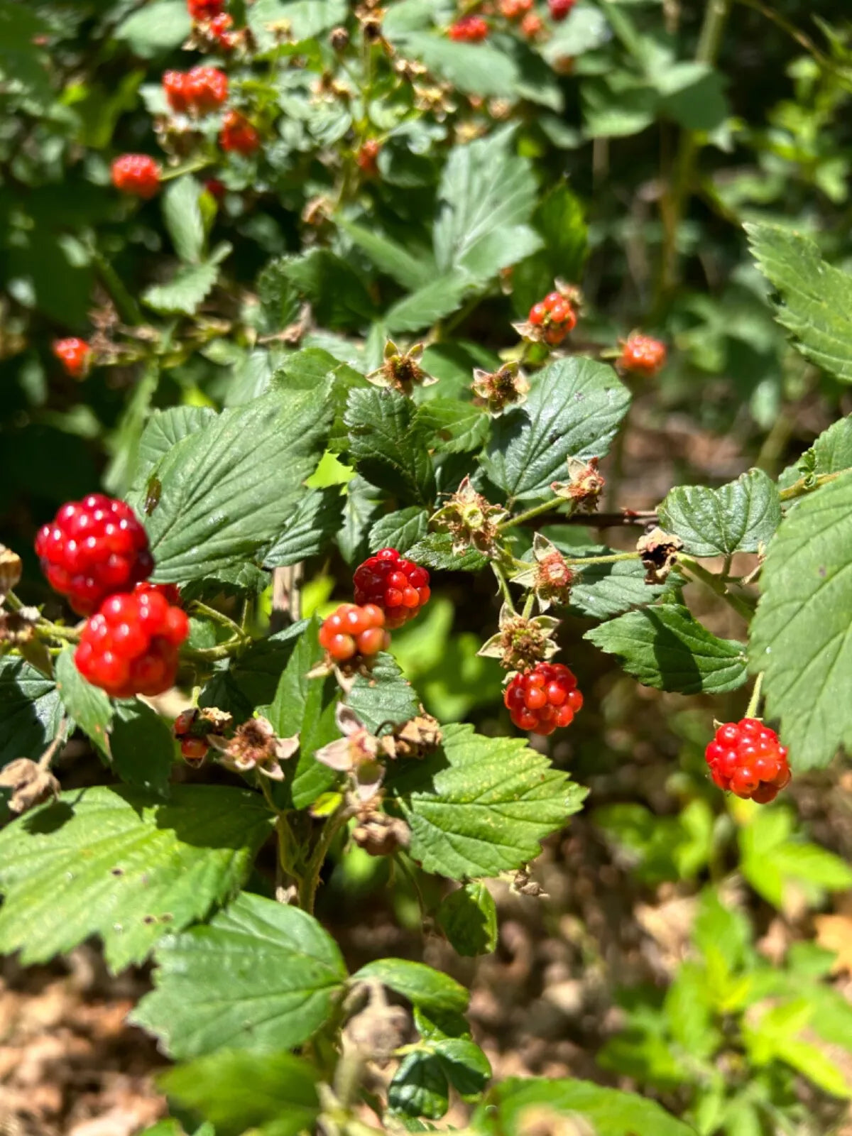 Wild Blackberry Plants - Live Perennial Edible Transplants (5 Pack) - Rubus - Organic & Pesticide Free