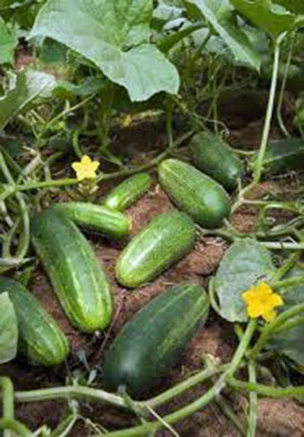 Cucumber Seeds, 50 Count, Heirloom Non-GMO, Garden Cucumber, Marketer Variety, Cucumis sativus