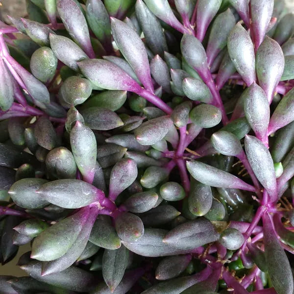 Othonna Capensis 'Ruby Necklace' Hanging Succulent - 2" Plant - Rare Greenery for Indoor and Outdoor Decor