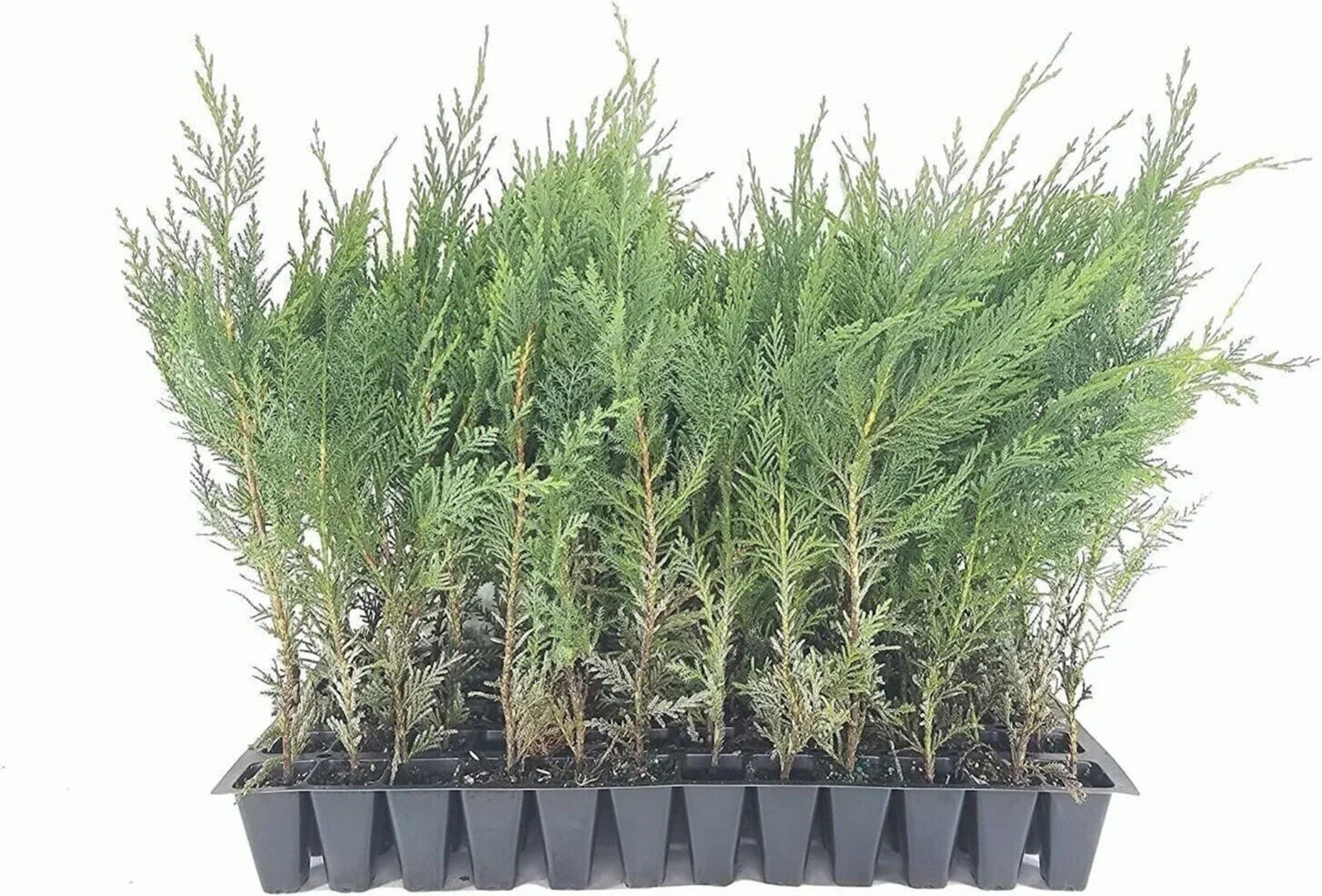 20 Murray Cypress Trees Live Plants - Upright Evergreen Privacy Screen - Cupressus macrocarpa - Fast-Growing Perennial