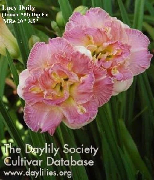 Live Daylily Plant - Lacy Doily - Pink Double Rebloomer - Hemerocallis